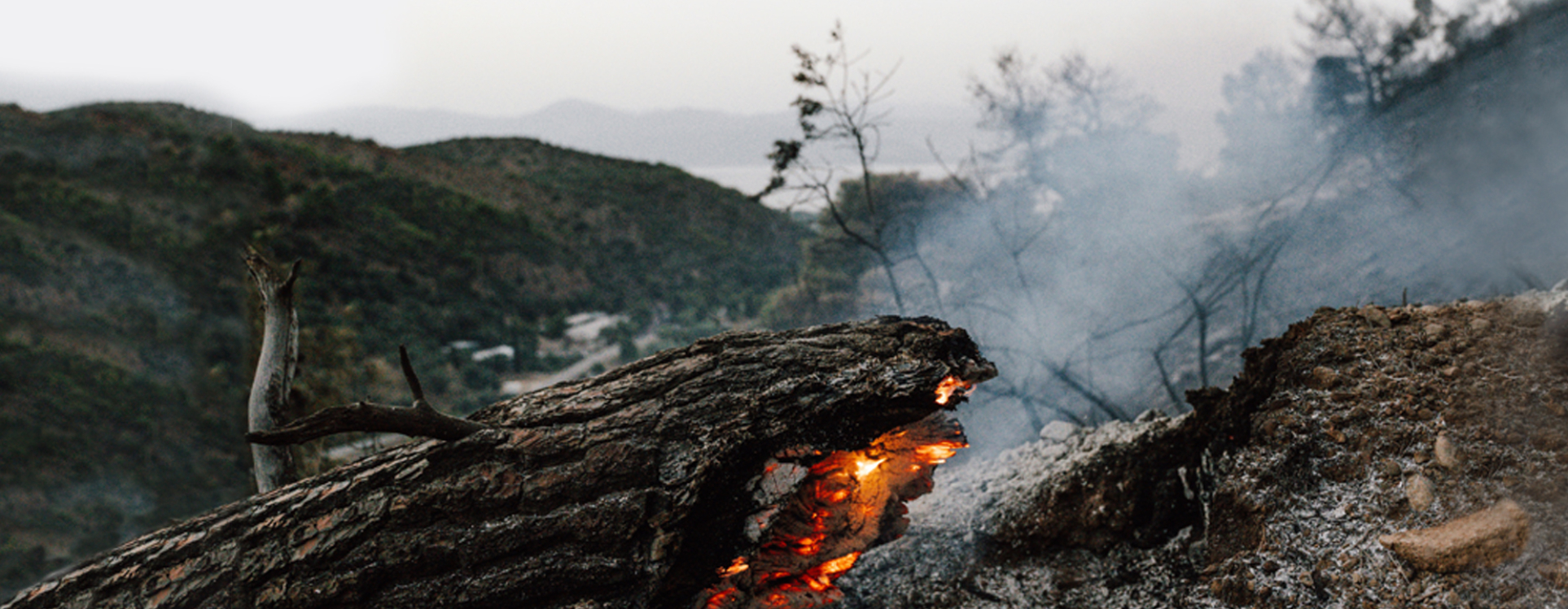 Forest Fires. We Can (and Must) Stop the FireForest Fires.