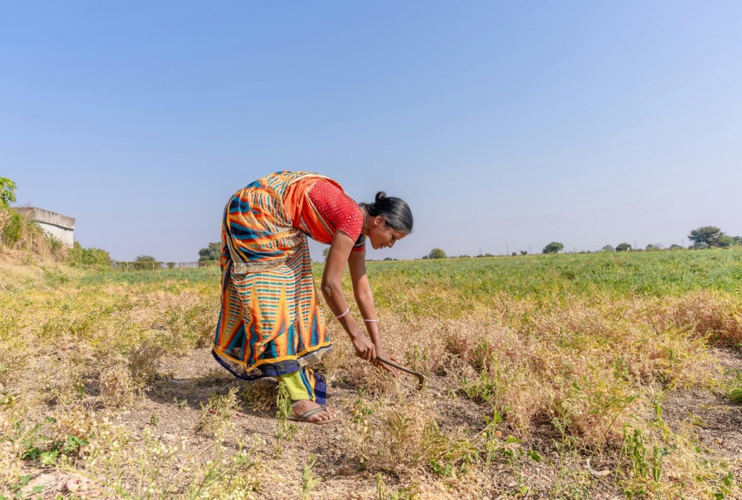 Seguridad hídrica y agricultura sostenible en una aldea de Nandyal, India